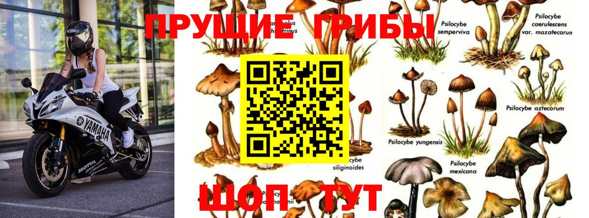 Дербент  наркота  Вход с VPN  Псилоцибиновые грибы Magic Shrooms 
